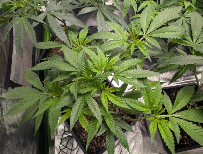 Lindas Marker #1 - #4. Week 11 - #3