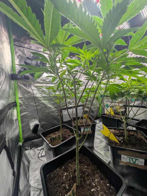 Lindas Marker #1 - #4. Week 11 - #4