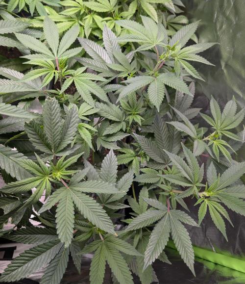 Cheesy Rider x Unknown. Week 9