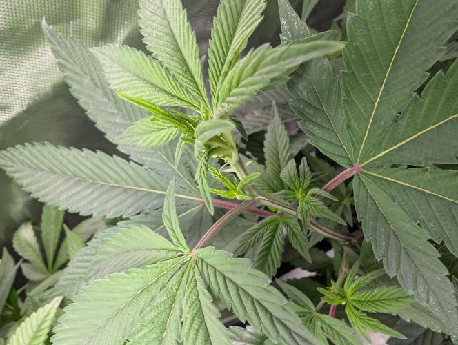 Cheesy Rider x Unknown. Week 9