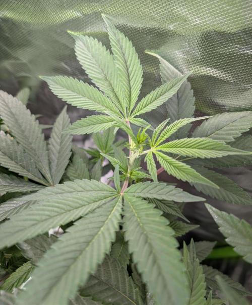 Cheesy Rider x Unknown. Week 9