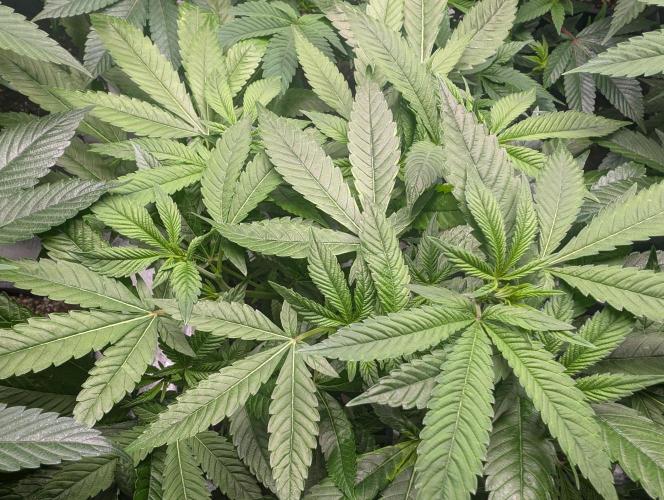 Lindas Marker #1 - #4. Week 12 - #1