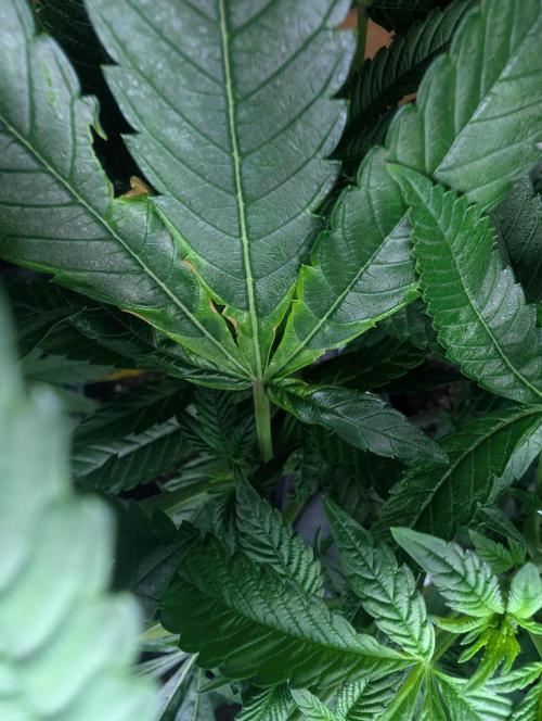 Lindas Marker #1 - #4. Week 12 - #1