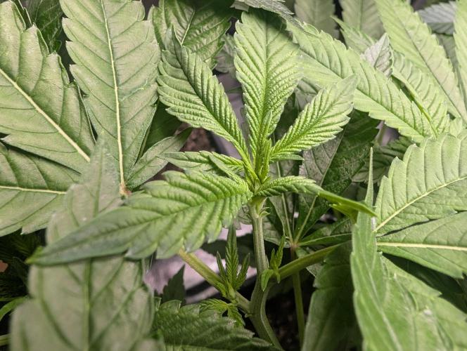 Lindas Marker #1 - #4. Week 12 - #1