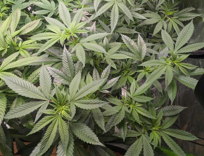 Lindas Marker #1 - #4. Week 12 - #2