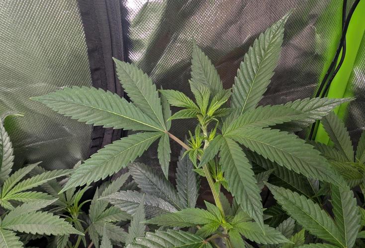 Lindas Marker #1 - #4. Week 12 - #2