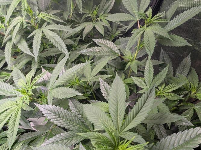 Lindas Marker #1 - #4. Week 12 - #2