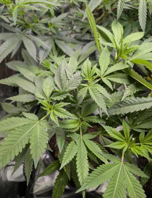 Lindas Marker #1 - #4. Week 12 - #3