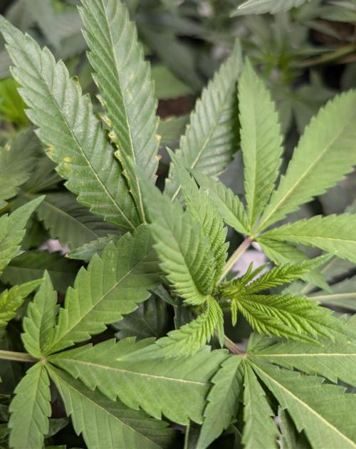 Lindas Marker #1 - #4. Week 12 - #3