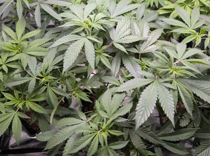 Lindas Marker #1 - #4. Week 12 - #4