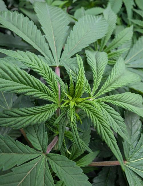 Lindas Marker #1 - #4. Week 12 - #4