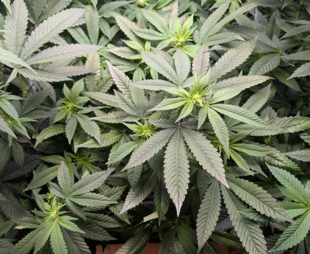 Lindas Marker #1 - #4. Week 13 - #1