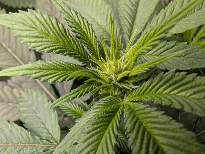 Lindas Marker #1 - #4. Week 13 - #1