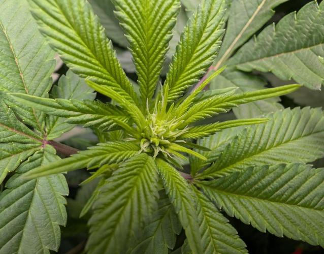 Lindas Marker #1 - #4. Week 13 - #1