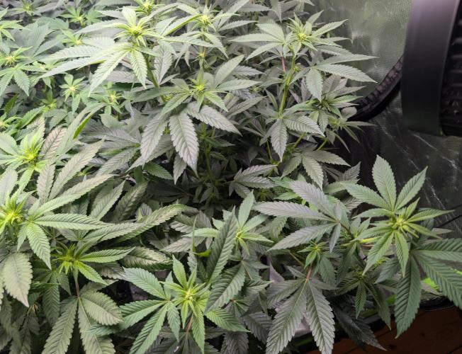 Lindas Marker #1 - #4. Week 13 - #2