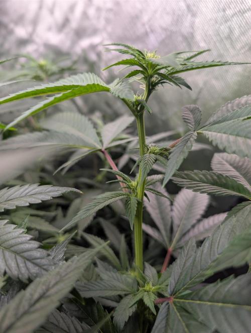 Lindas Marker #1 - #4. Week 13 - #2