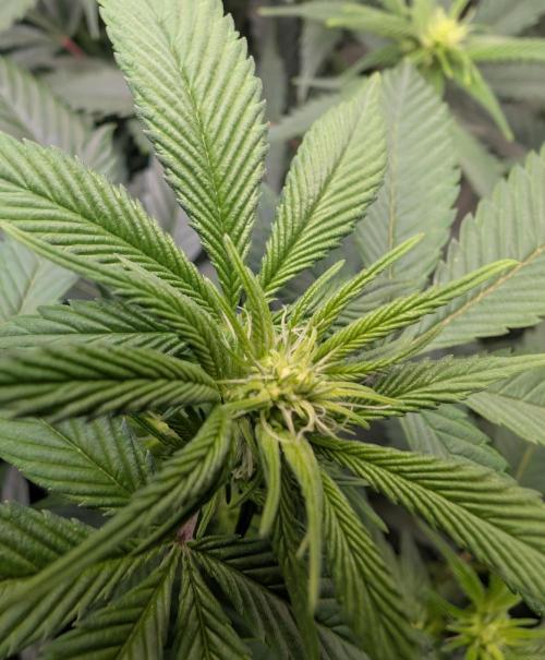 Lindas Marker #1 - #4. Week 13 - #2