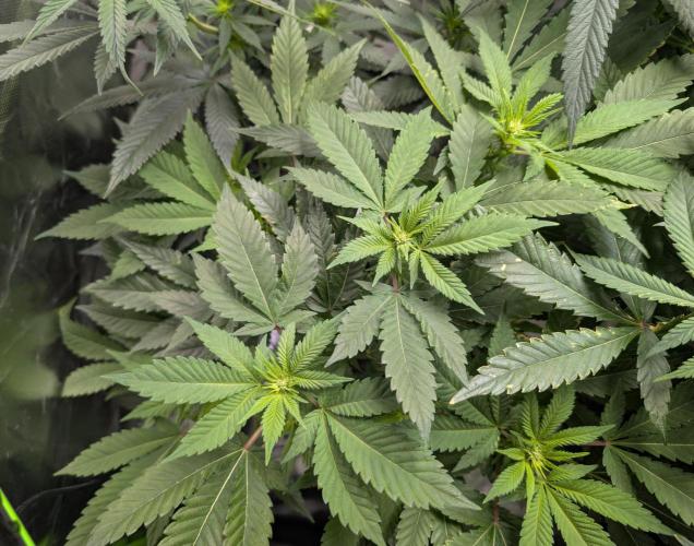 Lindas Marker #1 - #4. Week 13 - #3