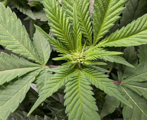 Lindas Marker #1 - #4. Week 13 - #3