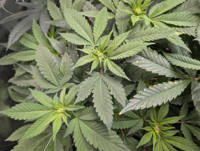 Lindas Marker #1 - #4. Week 13 - #3