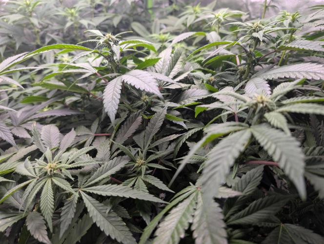 Lindas Marker #1 - #4. Week 13 - #4