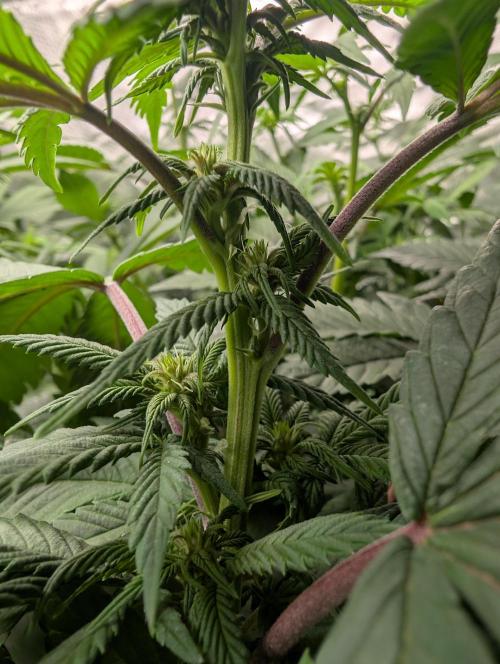 Lindas Marker #1 - #4. Week 13 - #4