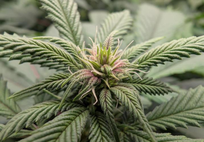 Lindas Marker #1 - #4. Week 13 - #4