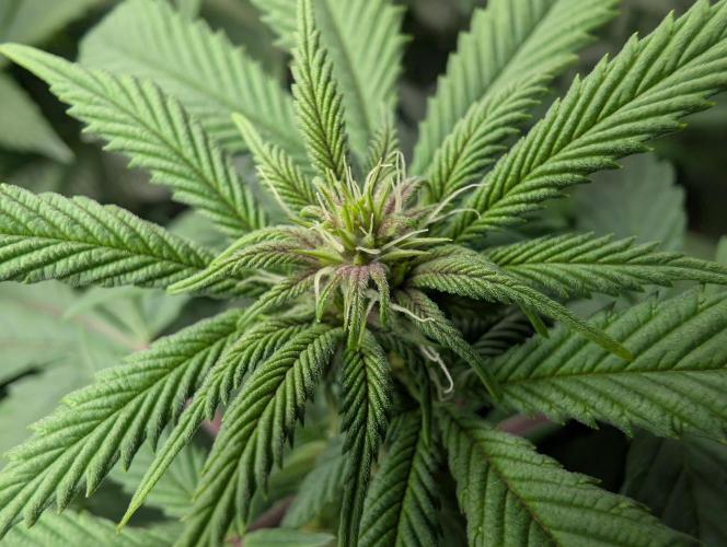 Lindas Marker #1 - #4. Week 13 - #4