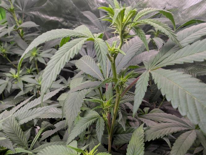 here we go again. Week 3