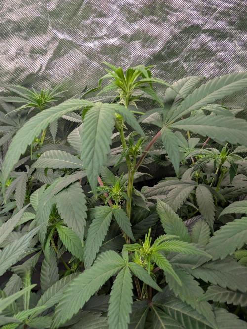 here we go again. Week 3