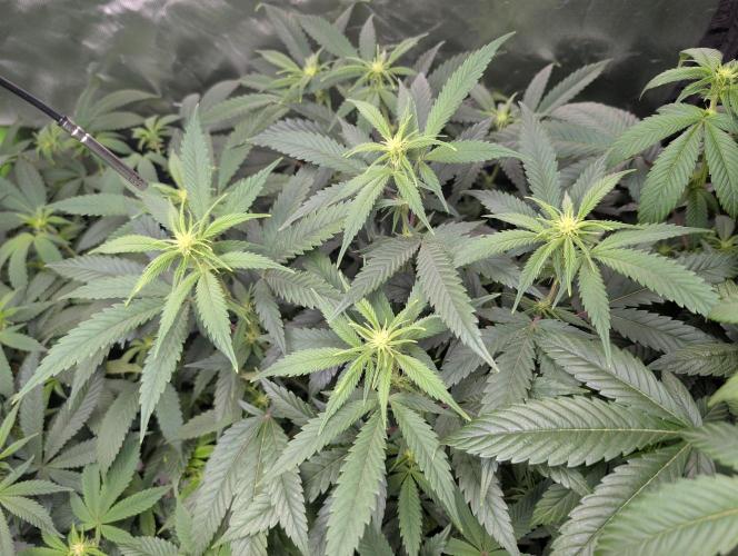 Tiramisu #2. Week 10