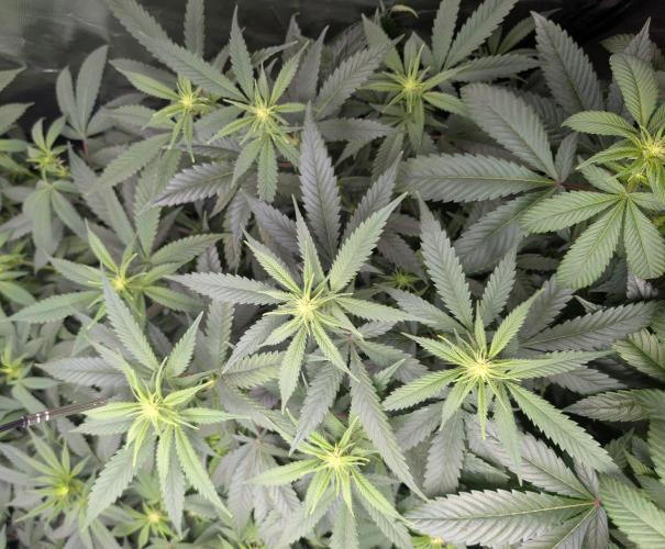 Tiramisu #2. Week 10