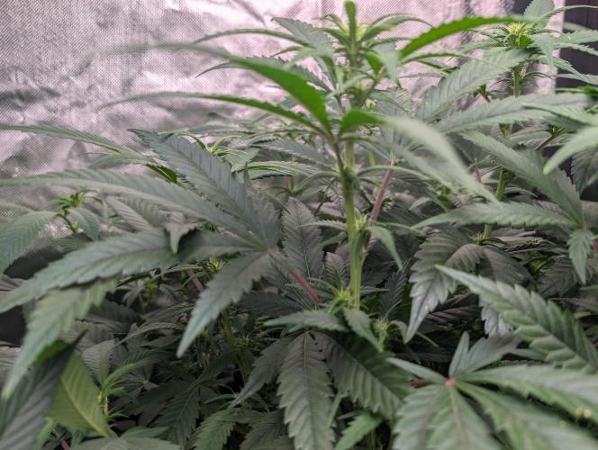 Tiramisu #2. Week 10