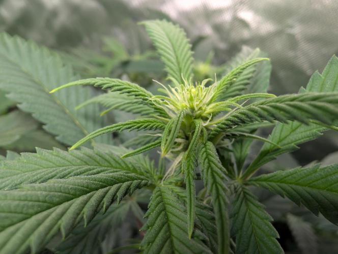 Tiramisu #2. Week 10