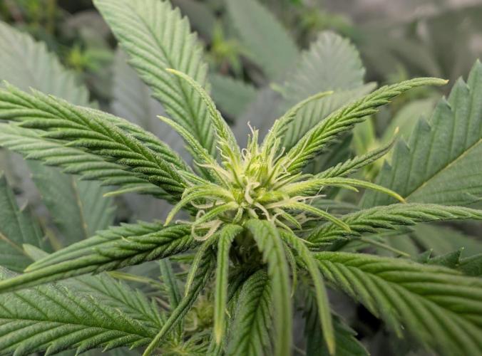 Tiramisu #2. Week 10