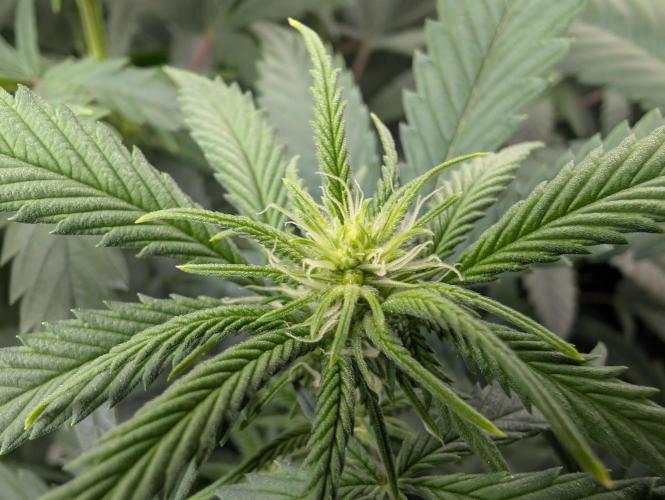 Tiramisu #2. Week 10