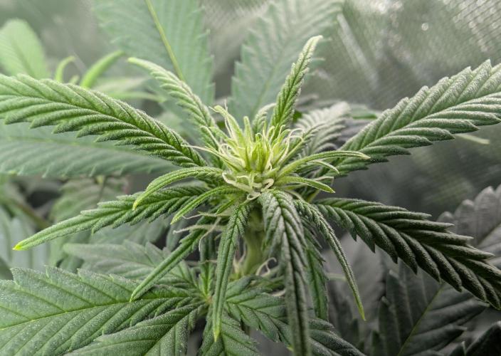 Tiramisu #2. Week 10