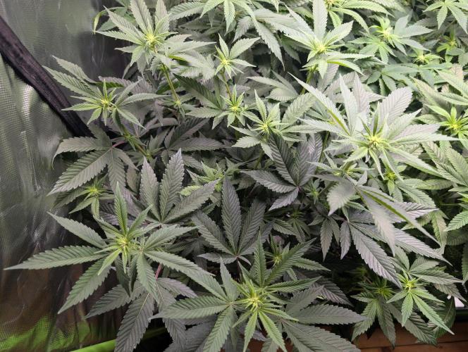 Cheesy Rider x Unknown. Week 10