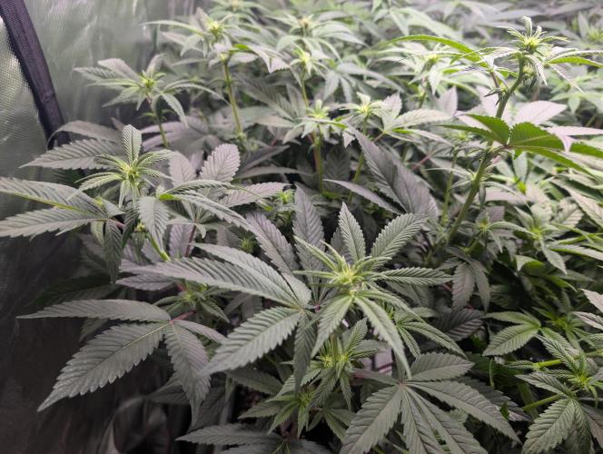 Cheesy Rider x Unknown. Week 10