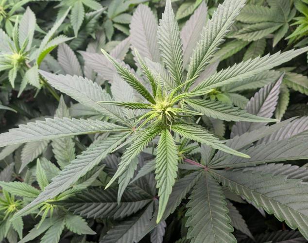 Cheesy Rider x Unknown. Week 10