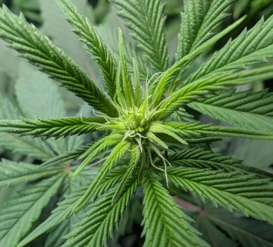 Cheesy Rider x Unknown. Week 10