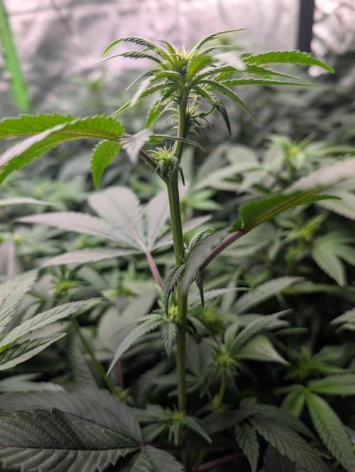 Cheesy Rider x Unknown. Week 10