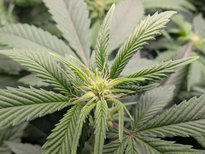 Cheesy Rider x Unknown. Week 10