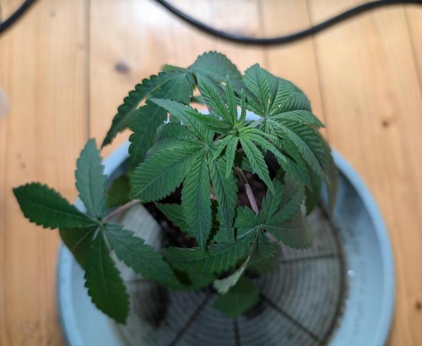 Chase the pie. Week 5 - #1