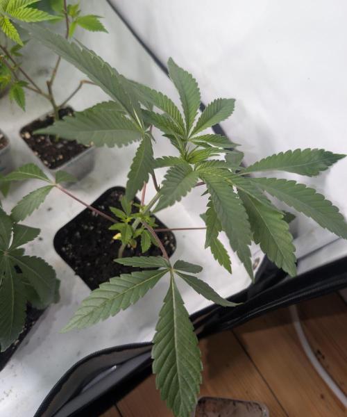 Chase the pie. Week 5 - #2