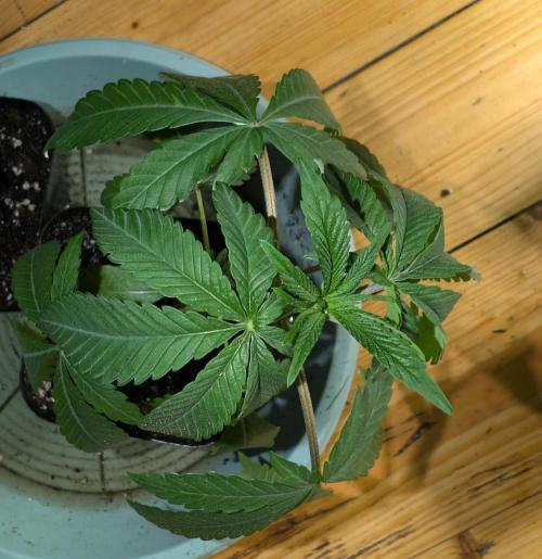 Chase the pie. Week 5 - #3