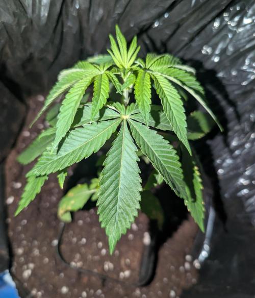 Chase the pie. Week 5 - #4