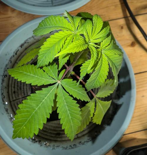 Chase the pie. Week 5 - #5