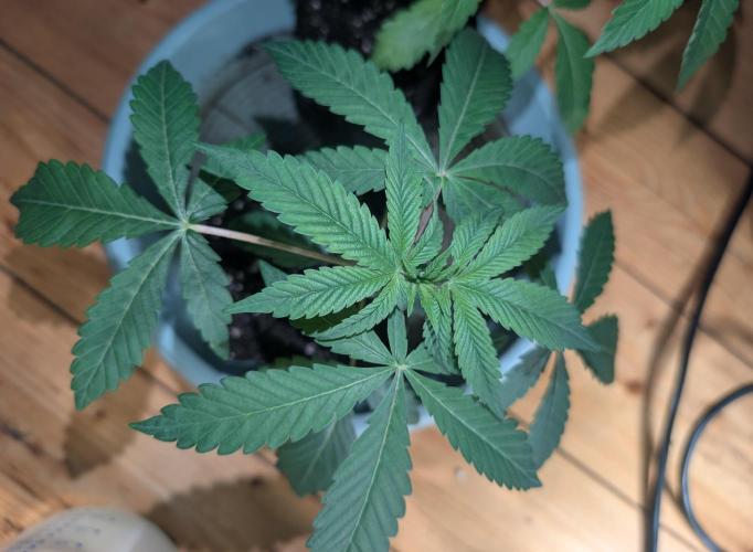 Chase the pie. Week 5 - #6