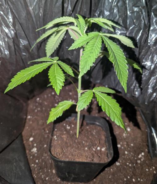 Chase the pie. Week 5 - #7